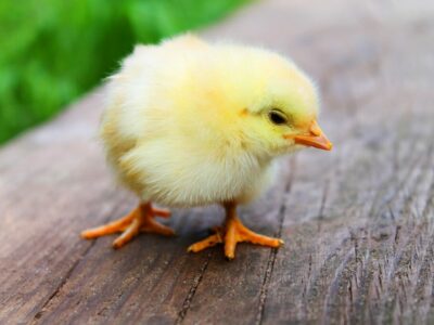 bird, chicks, nature