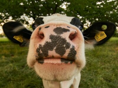 Close-up of a Cow's Snout