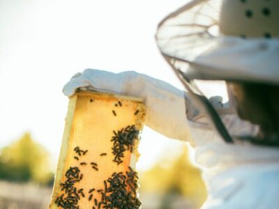 A Beekeeper Inspecting A Honey Frame Full of Honey Bees