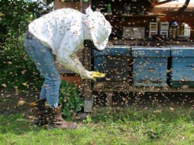 beekeeper being swarmed by honey bees