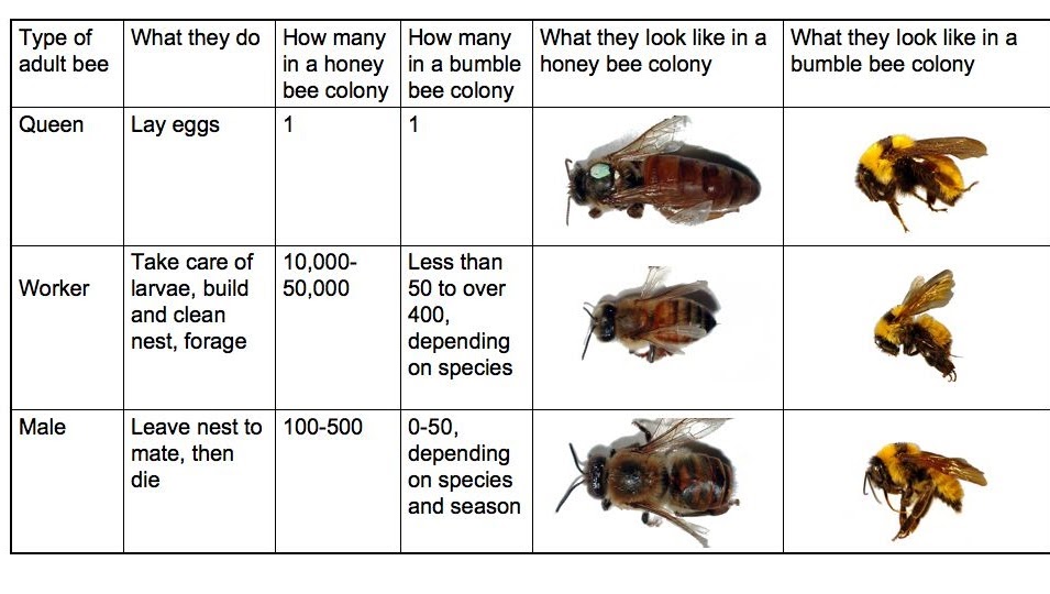 Bee Caste System Chart