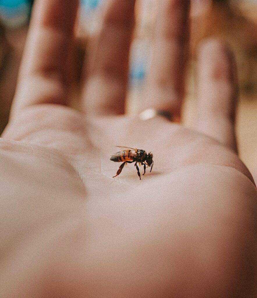 open hand holding a calm honey bee