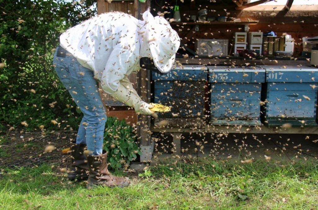 beekeeper being swarmed by honey bees