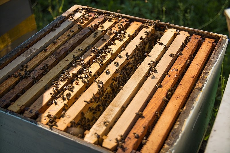 uncovered hive box with honey bees and frames inside