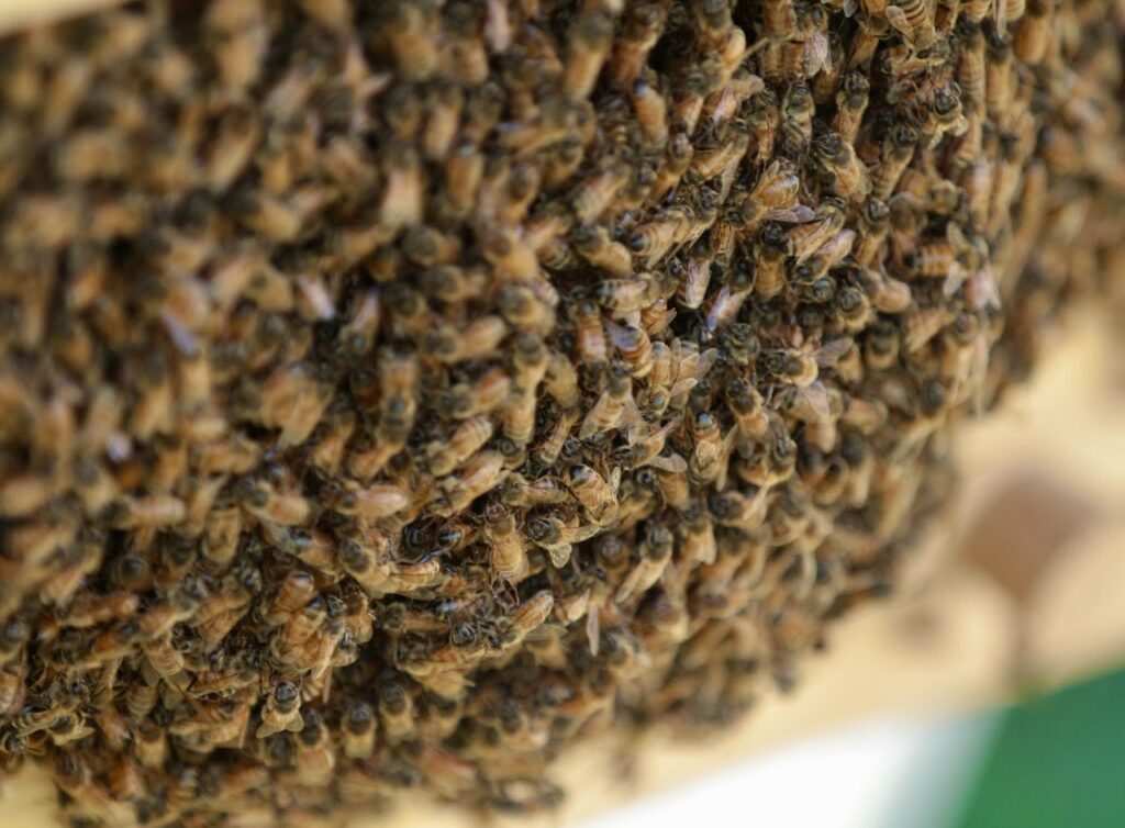 large swarm of bees