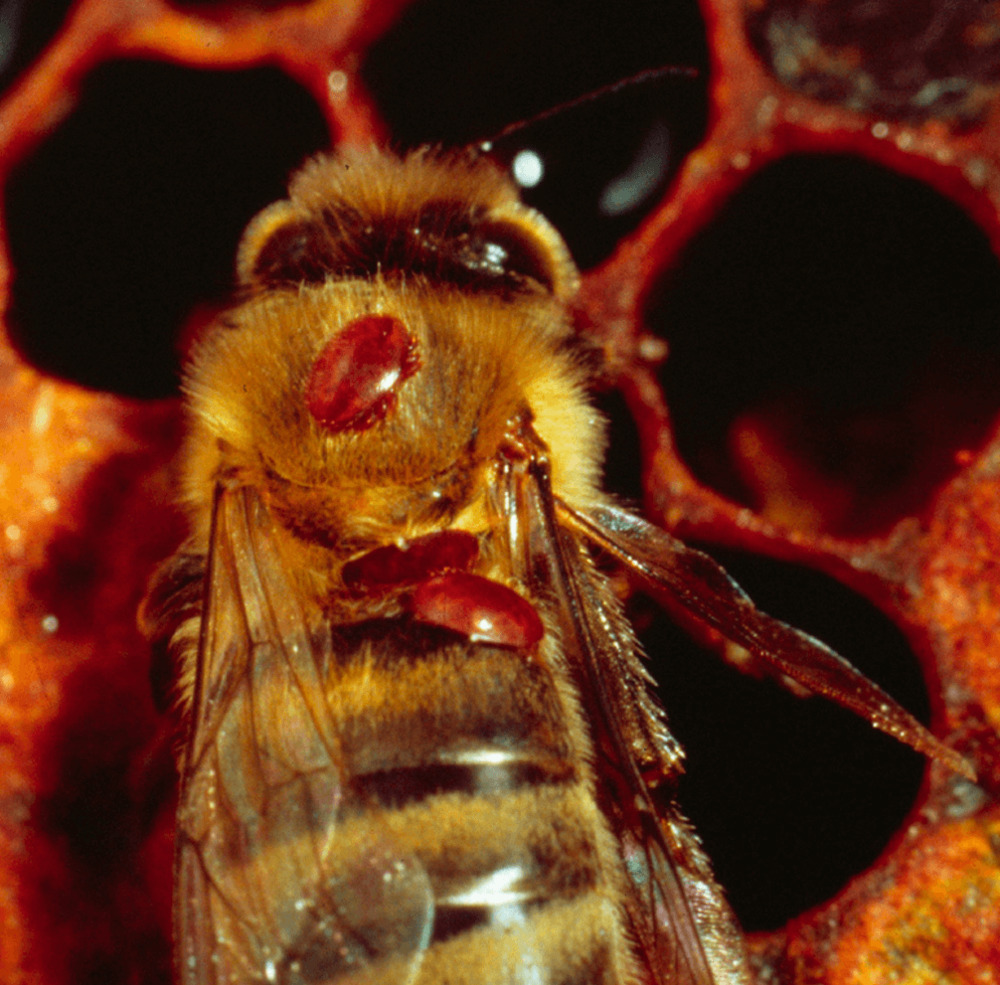 varroa mite on a honey bee