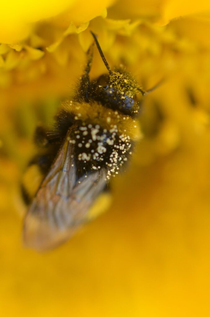 honey bee collecting and sprinkled with honey