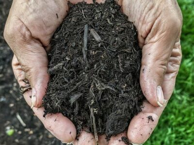 two cupped hands holding compost (black gold)