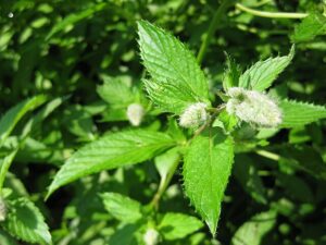 close up of peppermint plant