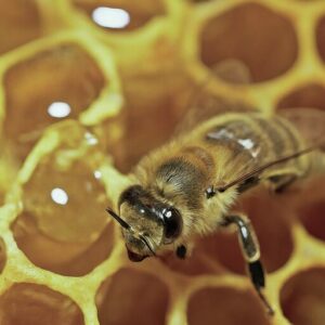 honey bee on honey comb